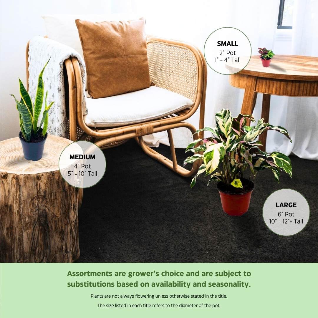 Gasteria Pillansii 'Green Dragon' Succulent Plant - 2 Inch Pot, Smooth Leaves, Low Maintenance Indoor Houseplant - Perfect for Home Decor, Office Desk, and Gift Ideas