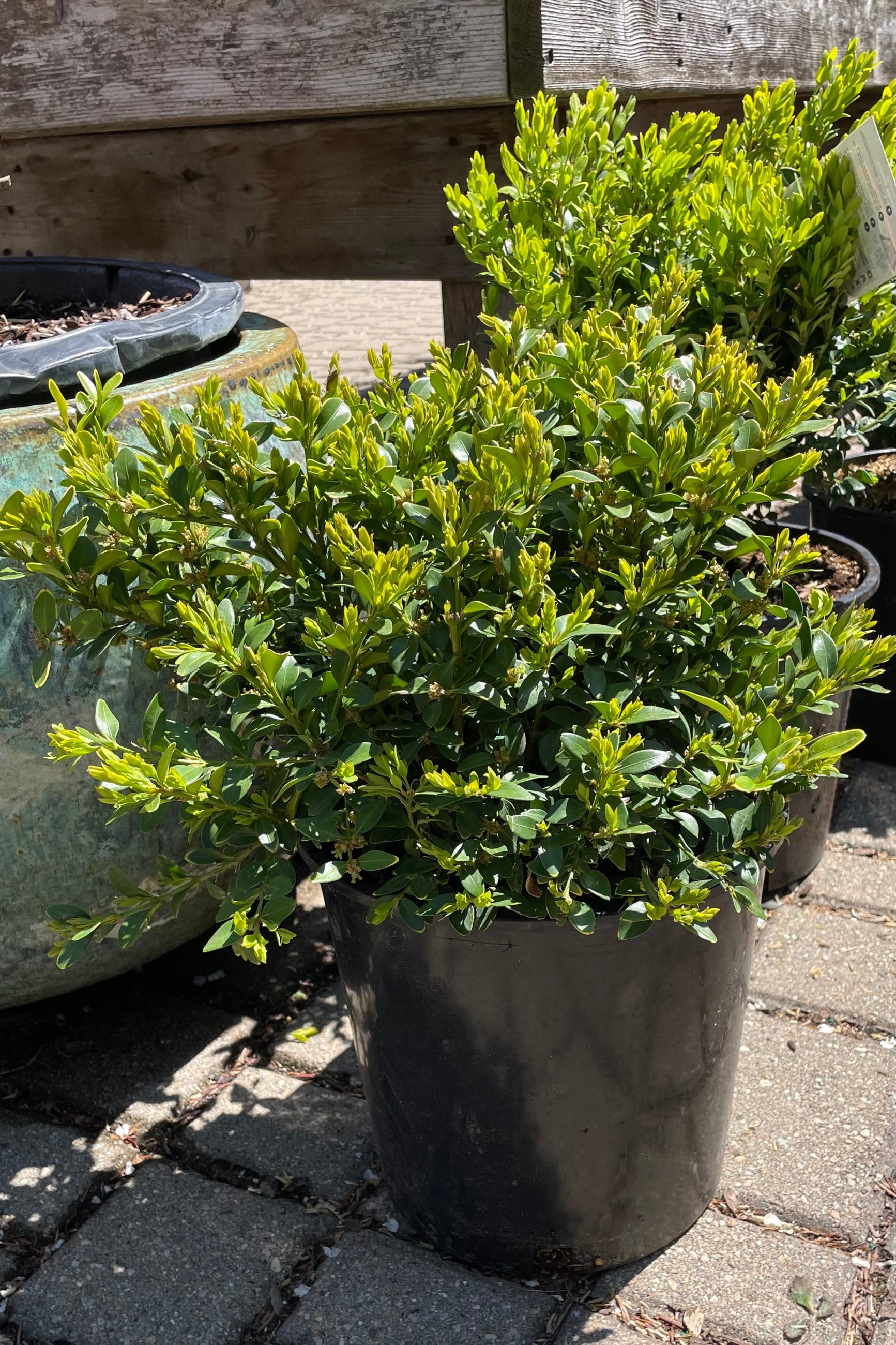 Buxus 'Green Mountain' #2 - Premium Evergreen Boxwood Shrub for Landscaping, Hedges & Topiary | Perfect for Garden Borders, Foundation Plantings & Formal Gardens