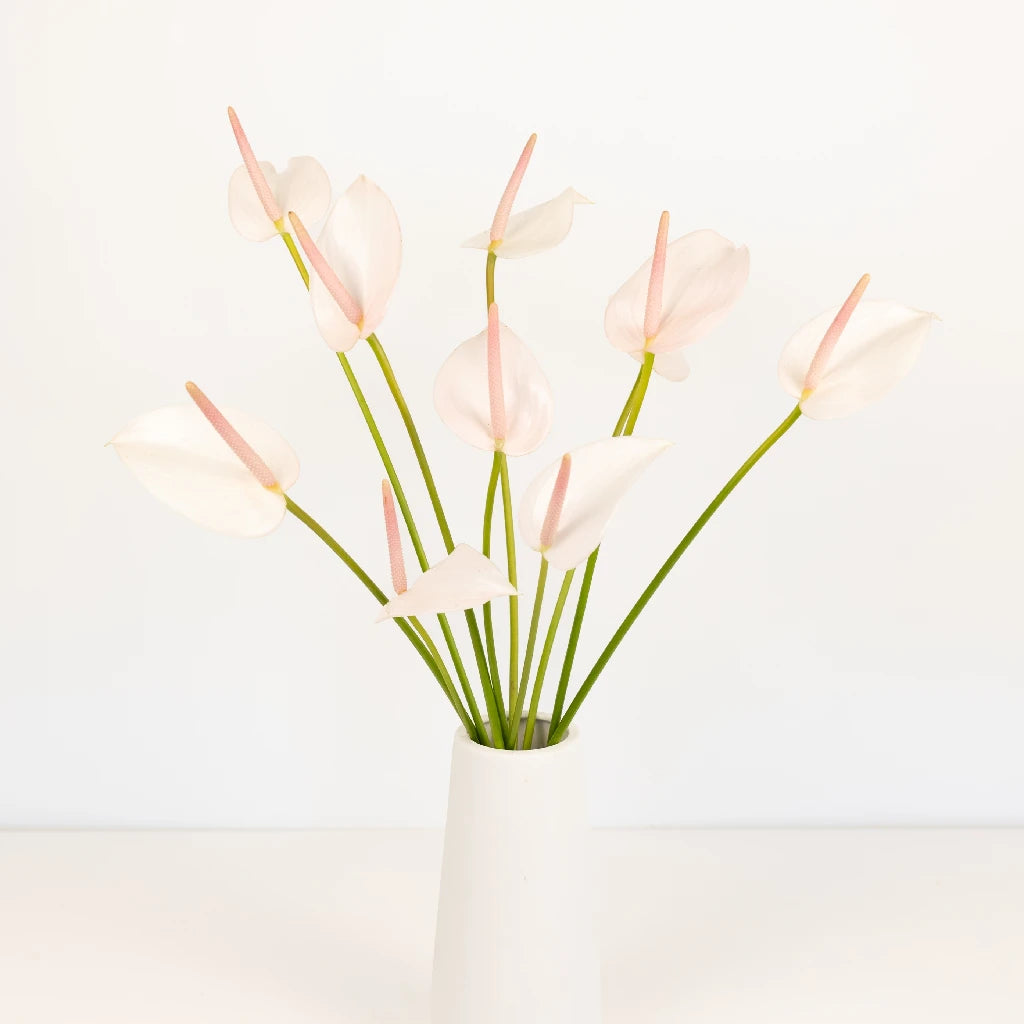 Anthurium Pink Mist Tropical Flower - Live Houseplant for Home & Office Decor - Perfect for Gifts, Weddings, and Indoor Gardening