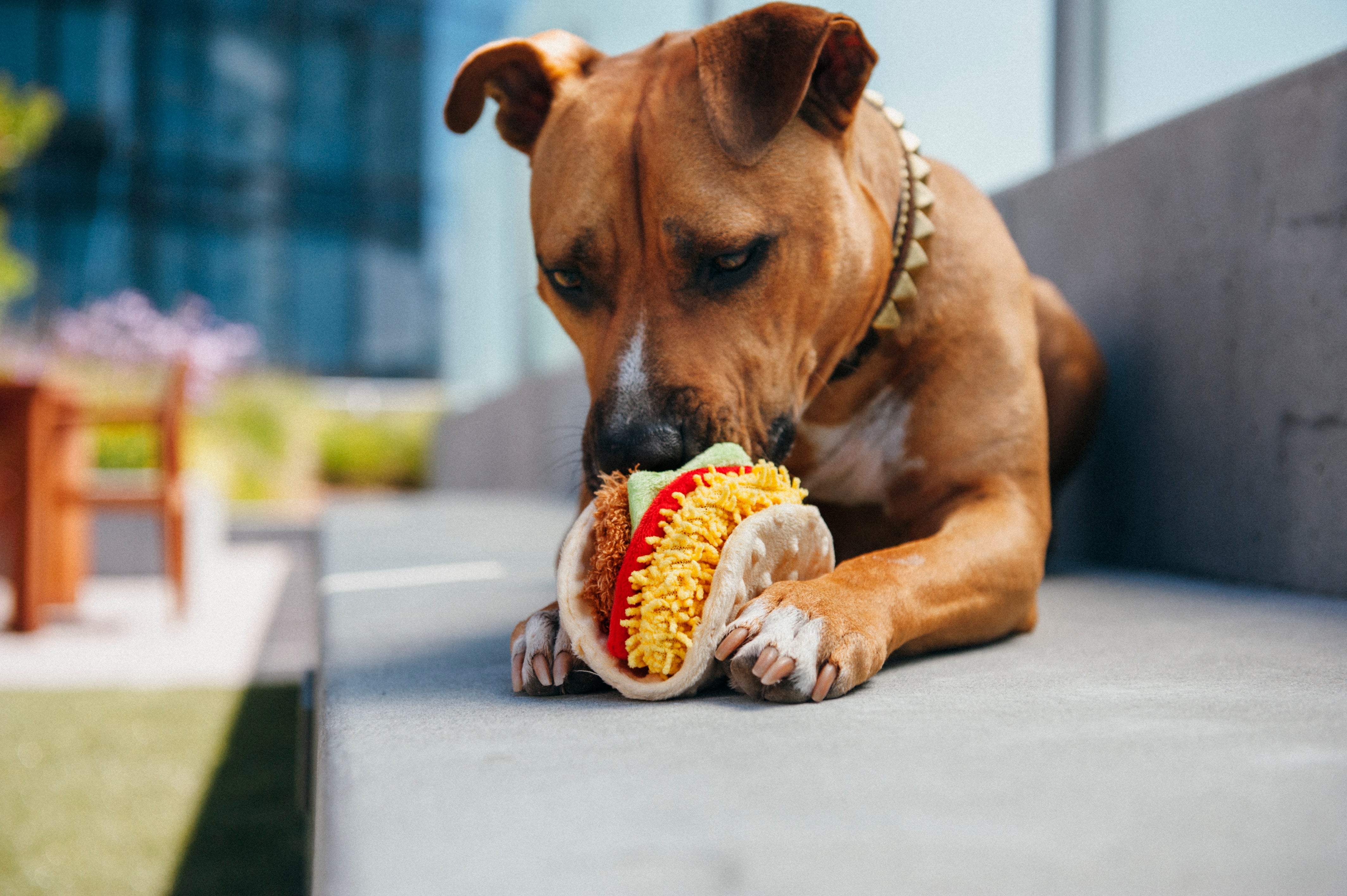 El Taco Dog Plush Toy - International Classic™ Chew-Resistant Squeaky Stuffed Animal for Pets | Perfect for Playtime, Training & Cuddling | Pet P.L.A.Y.
