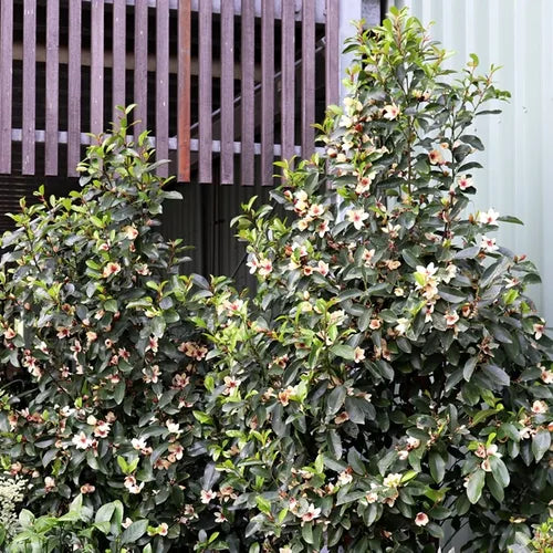 White Caviar Magnolia Figo x Yunnanensis - Rare Fragrant Flowering Shrub for Gardens, Landscaping & Outdoor Decor