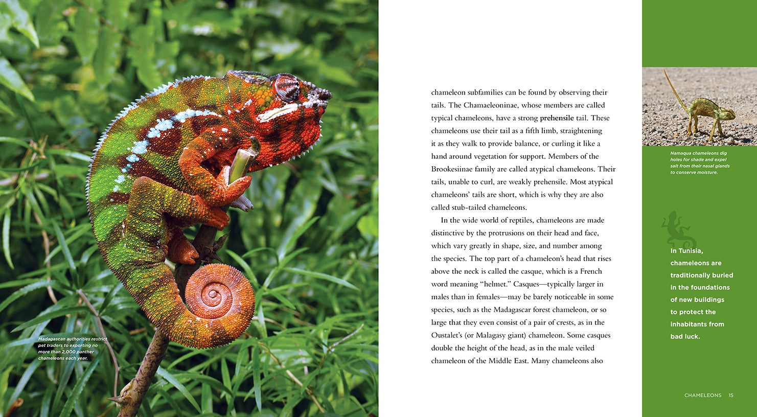 Chameleons Book - ISBN 9781608182855 - Perfect for Reptile Lovers & Science Education