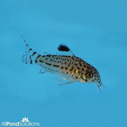 Premium Three Lined Cory Catfish (Corydoras trilineatus) - Live Freshwater Aquarium Fish for Tropical Tanks & Community Aquascaping