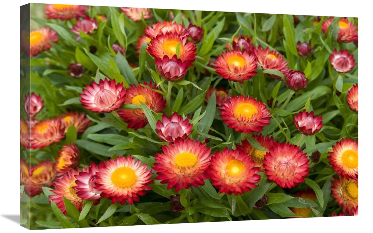 20 x 30 Inch Strawflower Red Variety Flowers Art Print - Visionspictures | Vibrant Wall Decor for Living Room, Bedroom & Office