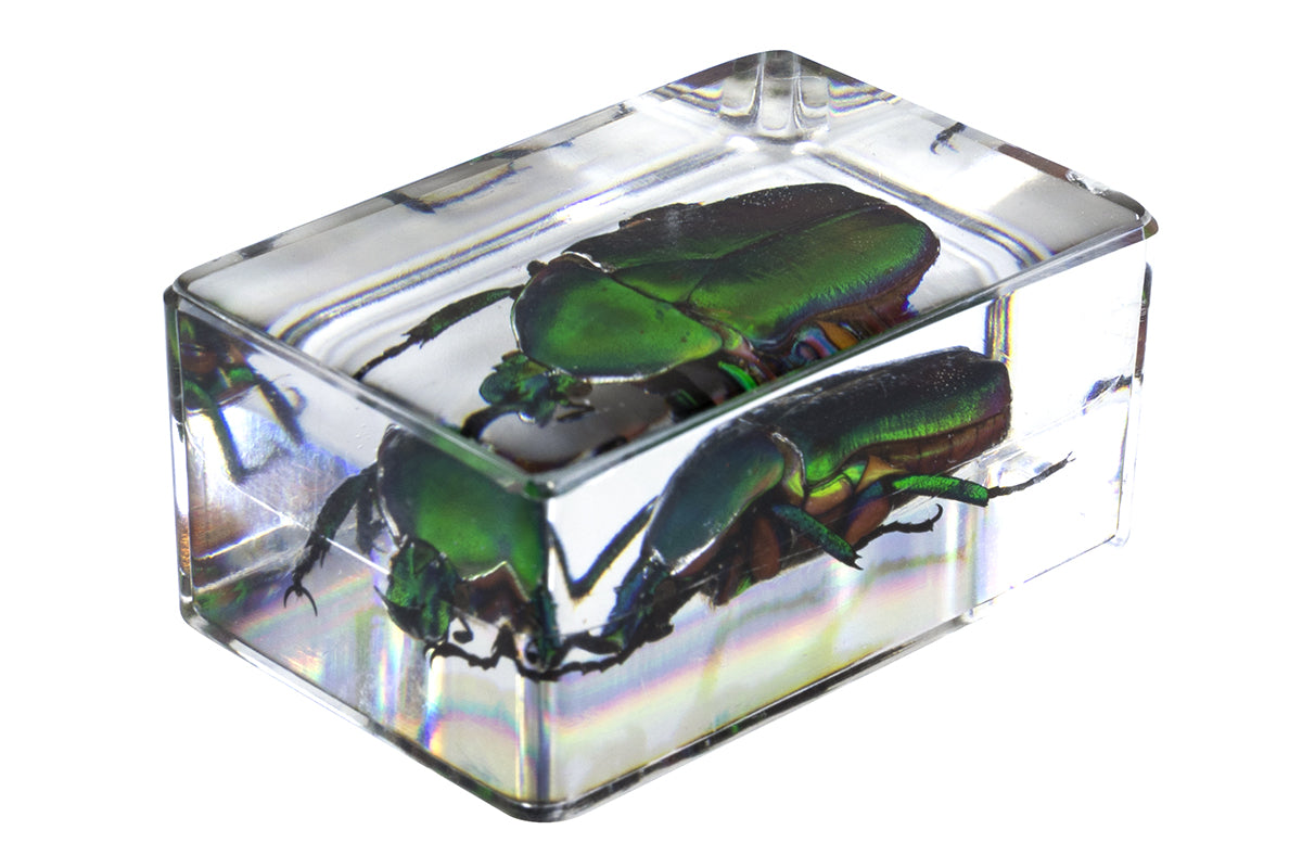 3D Bug Specimen Kit #4 - Realistic Insect Models for Science Education & Home Decor | Perfect for Classroom, Kids Learning & Nature Lovers