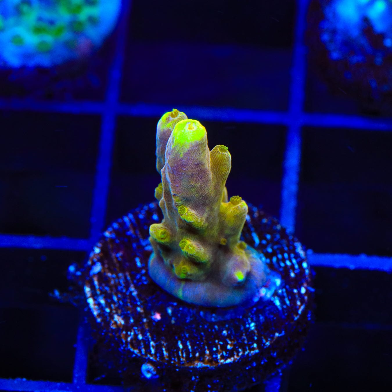 Premium CB Golden Jawdropper Acropora Coral for Saltwater Aquariums - Vibrant Live Coral for Reef Tanks & Marine Aquascaping