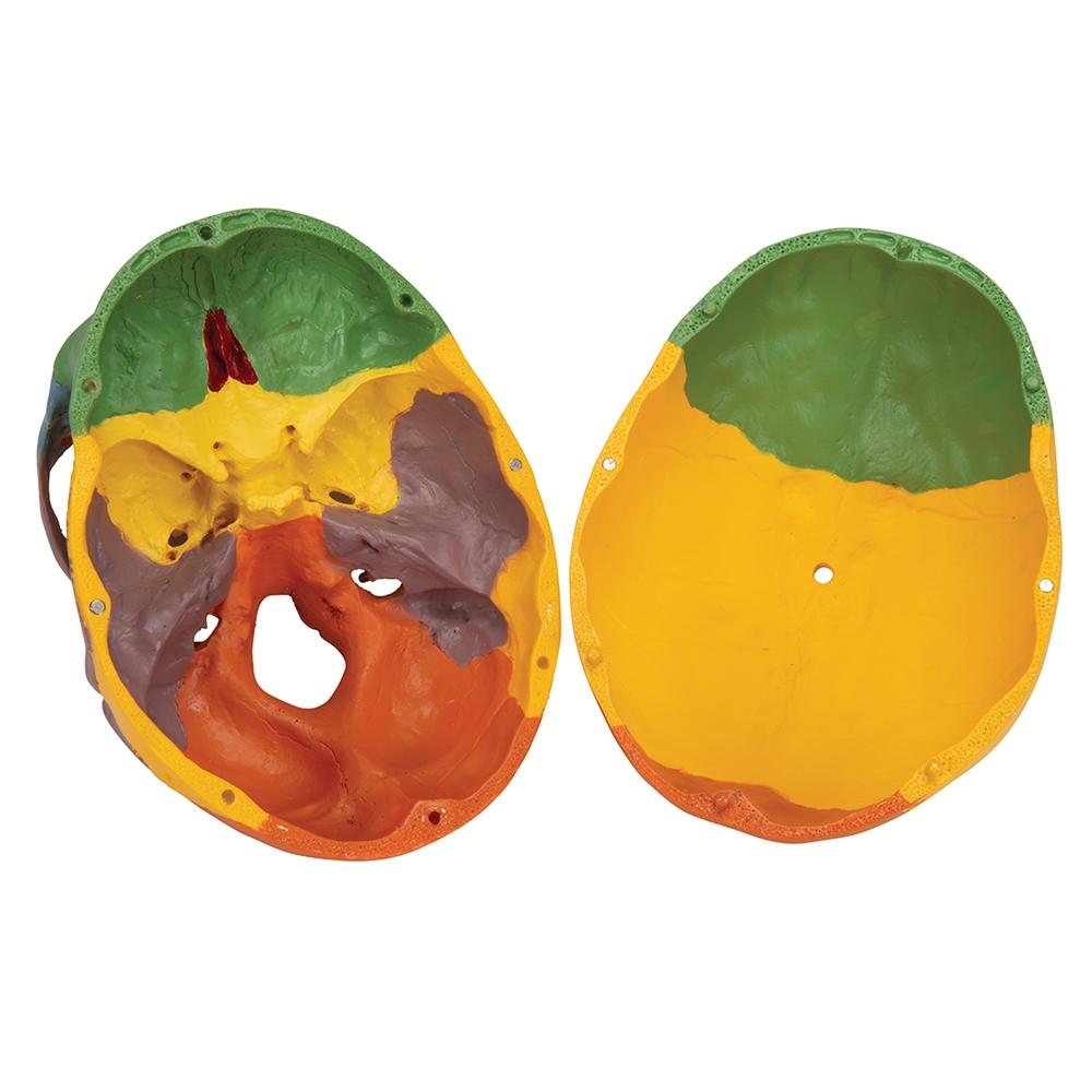 4-Part Didactic Skull Model with Cervical Spine - Human Anatomy Educational Tool for Medical Students & Dentists - Perfect for Classroom Study & Clinical Training