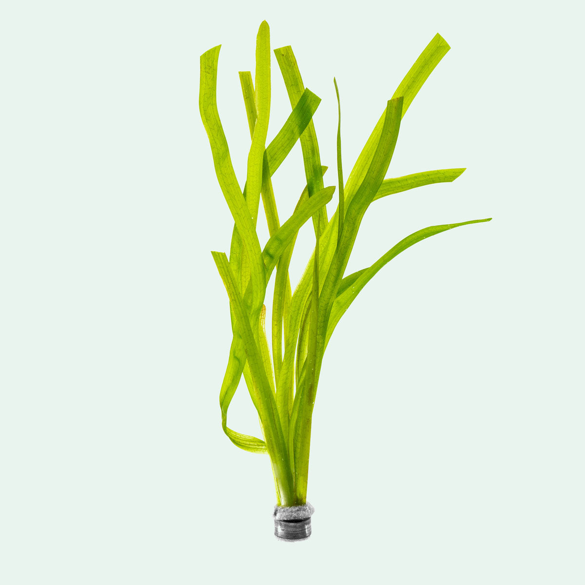 Vallisneria Gigantea Rubra - Red Giant Vallisneria Aquatic Plant for Freshwater Aquariums | Perfect for Aquascaping, Fish Tanks & Aquatic Gardens