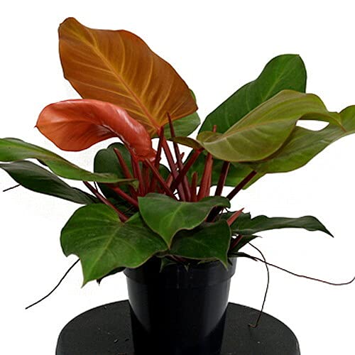 Buy Yunakesa McColley's Finale Philodendron Live Plant in 6-Inch Pot | Low Light Indoor Houseplant for Home, Office & Garden Decor