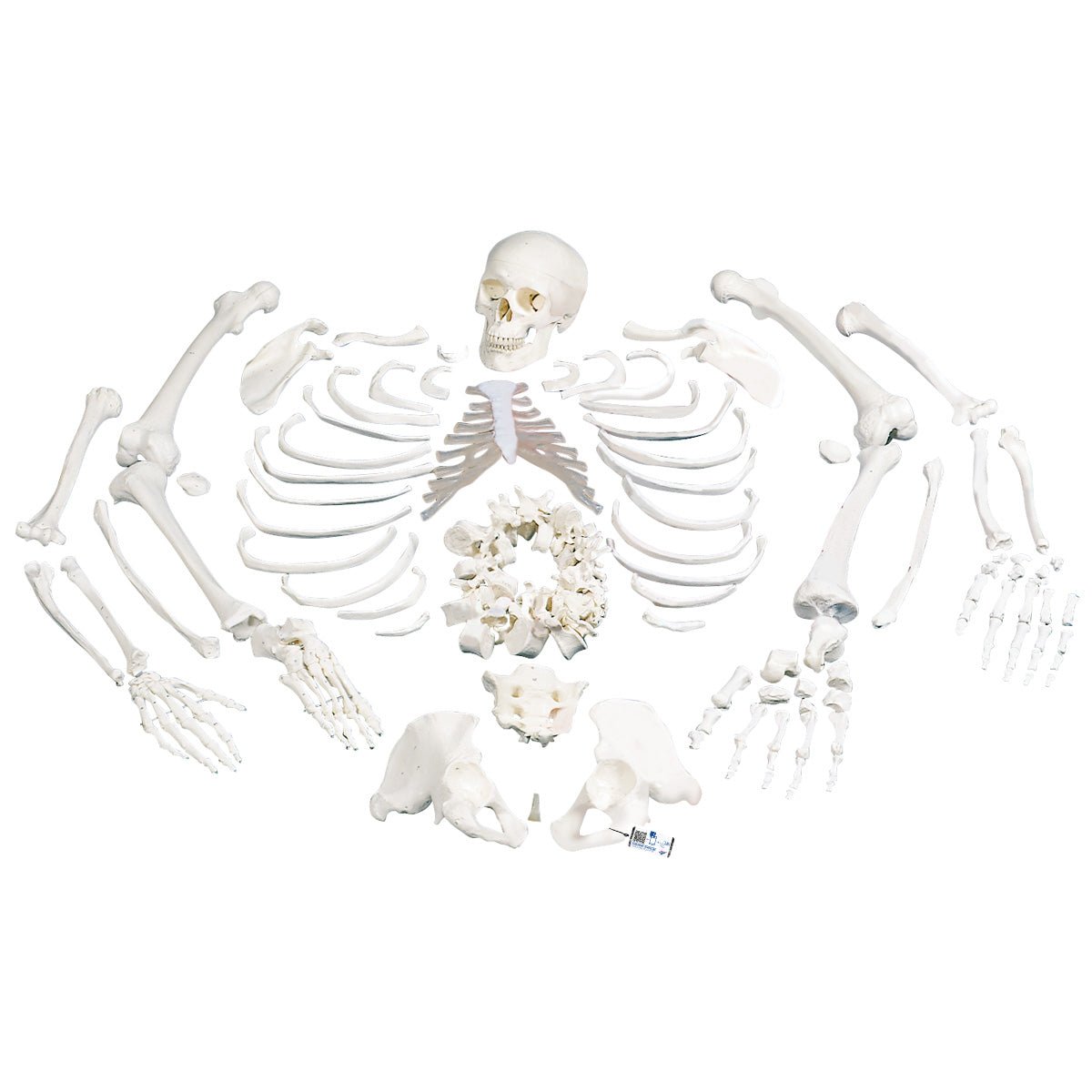 Premium Disarticulated Full Anatomical Skeleton Model with 3-Part Skull - Medical Education, Classroom Teaching, and Science Study Aid