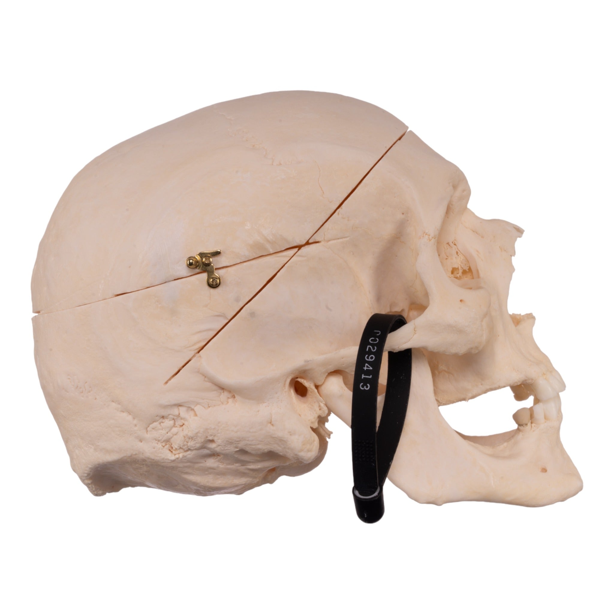 Premium Anatomical Human Skull Model - Accurate Medical & Educational Replica for Doctors, Students & Halloween Decor | Perfect for Classroom, Lab Study & Spooky Party Decorations