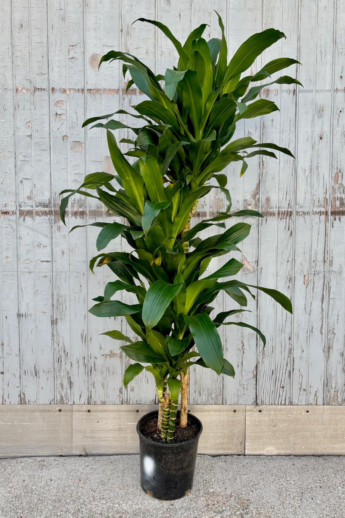 Dracaena deremensis 'Hawaii Girl' #2 Cane - Tropical Indoor House Plant for Home, Office & Garden Decor | Perfect for Living Room, Bedroom & Office Spaces
