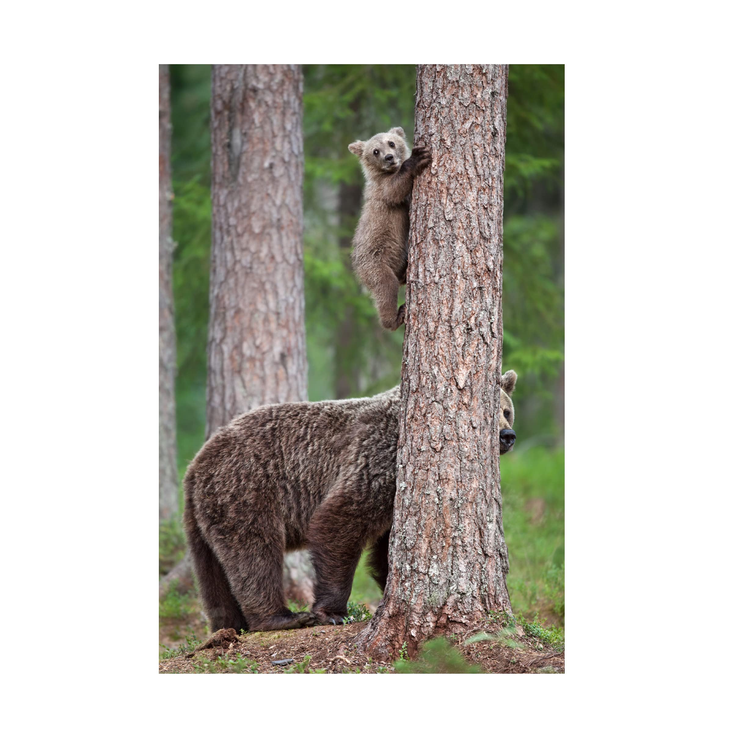 Trademark Fine Art 'Be Carefully' Canvas Wall Art Print by Alessandro Catta - Modern Home Decor for Living Room, Bedroom & Office