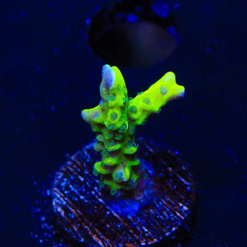 CB The Thing Anacropora Coral - Premium Live Coral for Saltwater Aquariums | Perfect for Reef Tanks & Marine Aquascaping