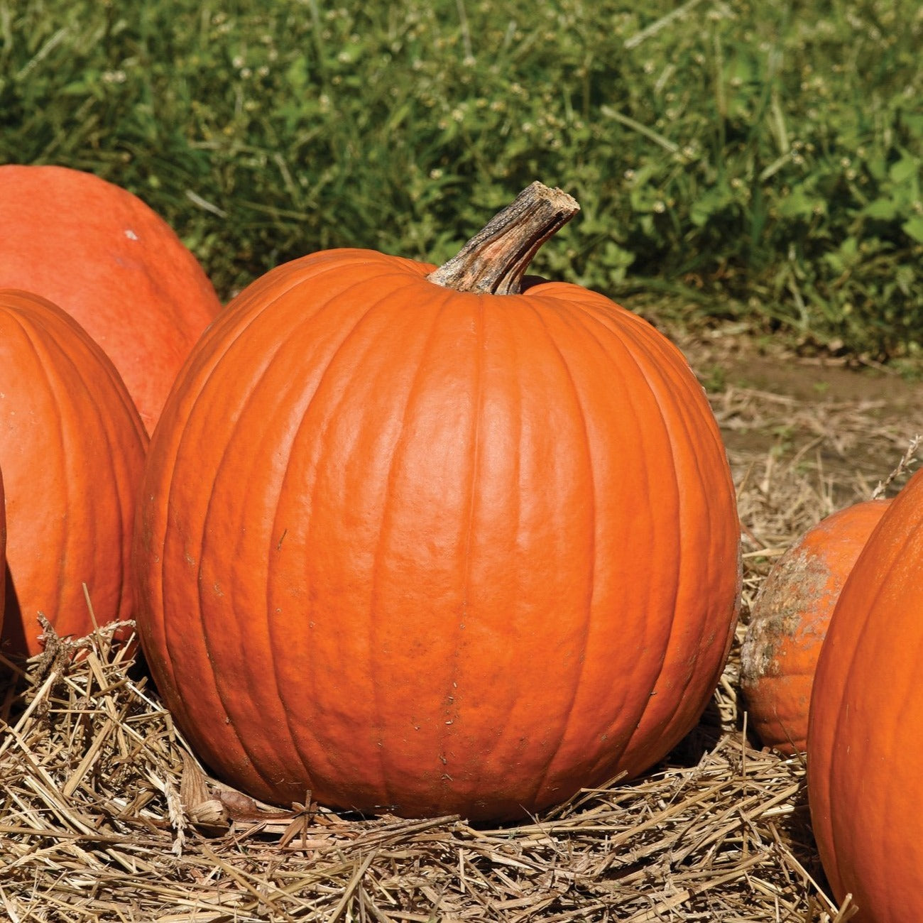 Howden Pumpkin - Fresh Orange Pumpkins for Baking, Decorating & Halloween - Perfect for Pies, Jack-O-Lanterns & Fall Displays