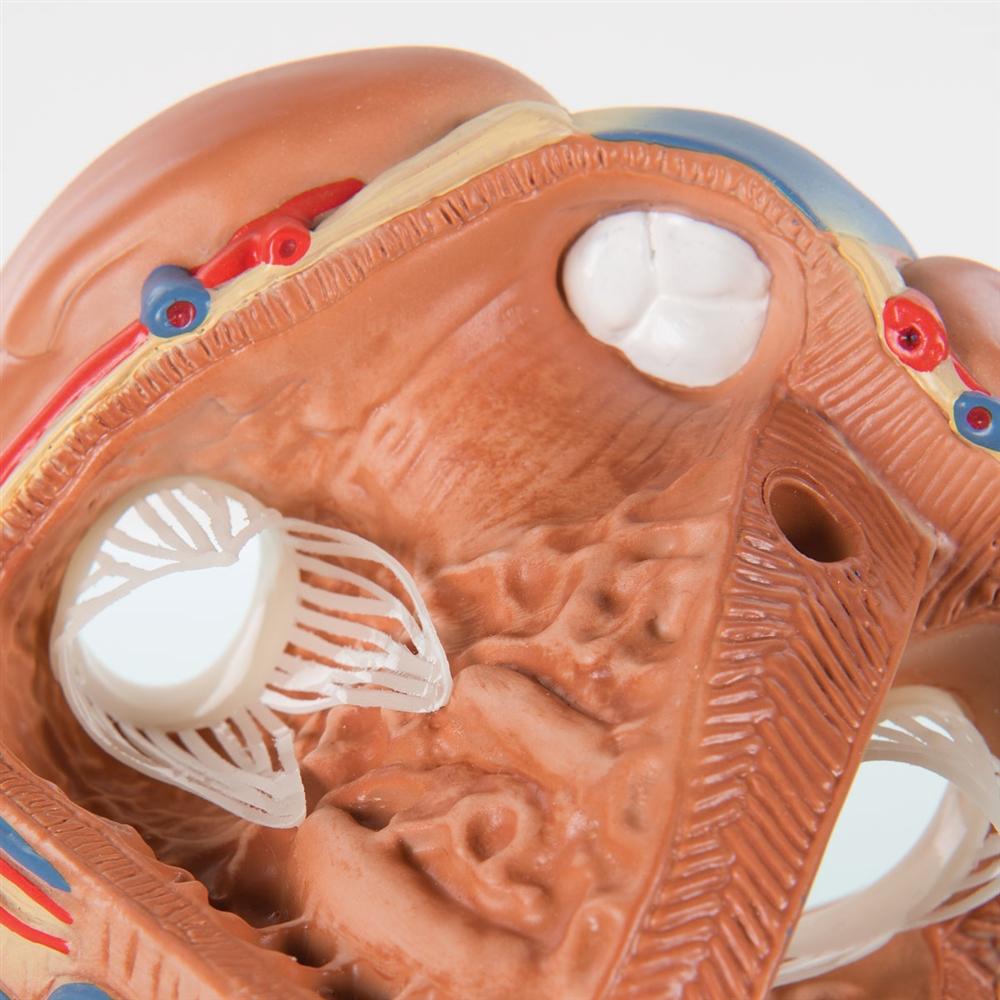 7-Part Human Heart Anatomy Model - Detailed Educational Tool for Medical Students & Biology Classrooms | Perfect for Study, Teaching & Science Demonstrations