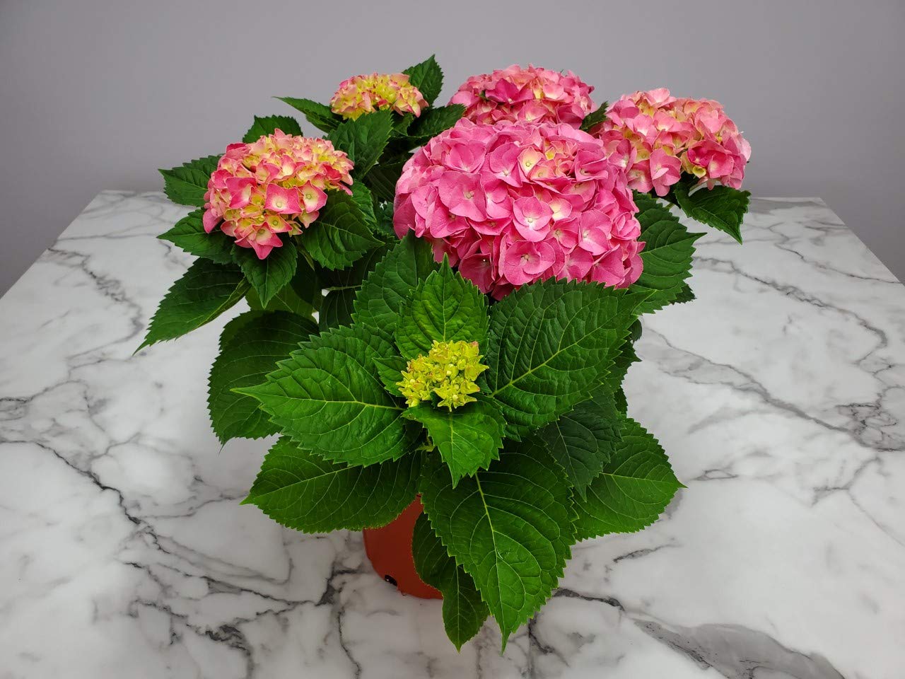 Pink Merritt Supreme Hydrangea Live Plant - 20-24 Inch Tall Tropical Florida Hydrangea for Garden, Landscaping & Home Decor