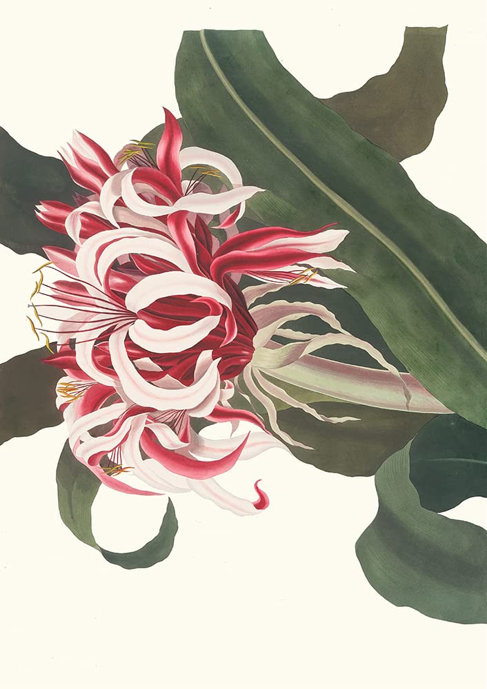 ArtDirect Cringe Augustus (Queen Emma) 1834 Vintage Botanical Print - 7x10 Unframed Museum Quality Poster by Priscilla Susan Bury | Perfect for Home Decor, Office Wall Art & Gift for Plant Lovers