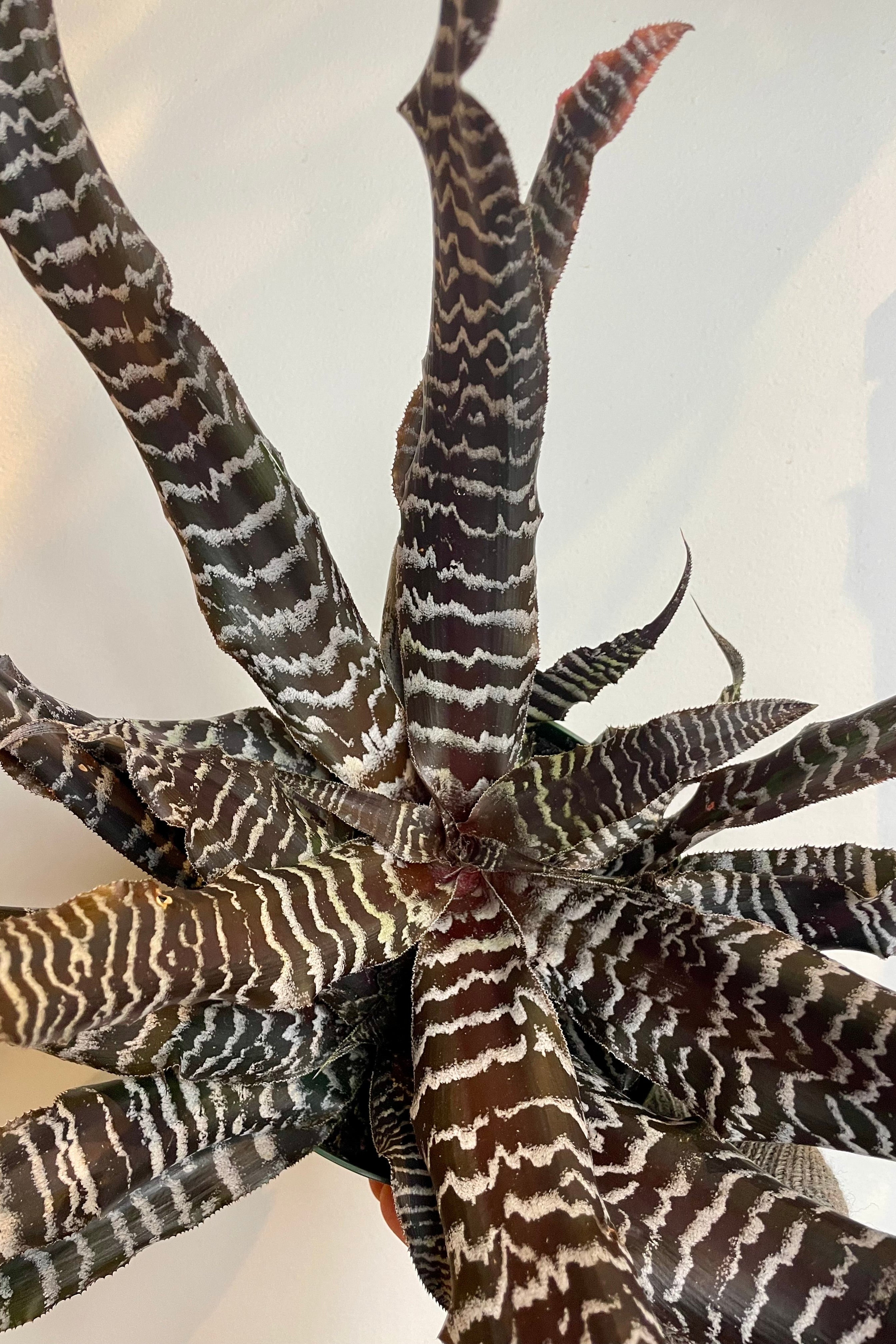 Cryptanthus 'Black Mystic' - 6