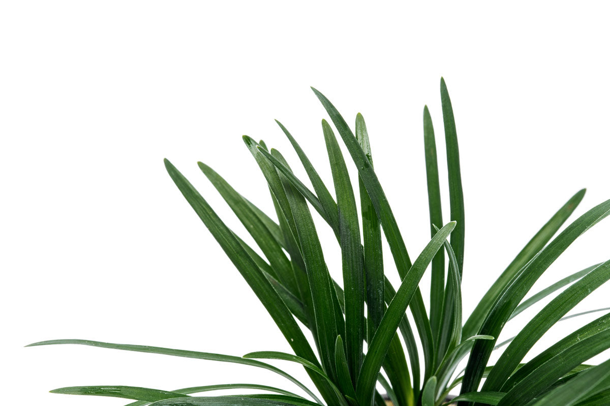 Ophiopogon Pusillus (Dwarf Mondo Grass) - Low Maintenance Ground Cover for Shade Gardens, Borders, and Rock Gardens | Perfect for Landscaping and Container Planting