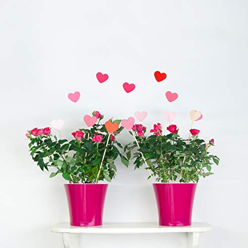 DECOPOTS 5.3 Inch Self-Watering Plant Pot - Red Plastic Flower Planter with Drainage Holes for Indoor Plants, Succulents, Herbs - Perfect for Home, Office, Balcony Decor (Transparent, 5.3