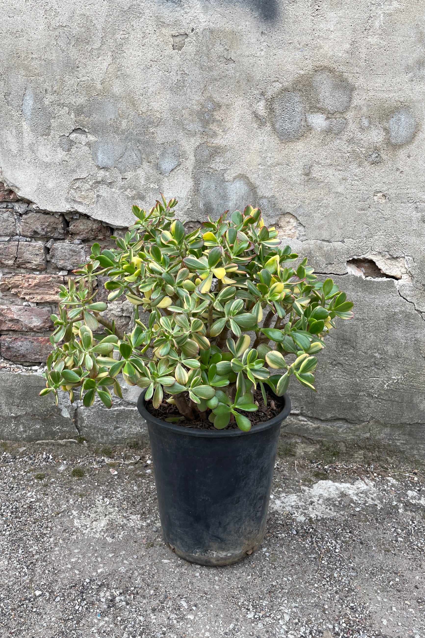 Variegated Crassula Ovata Tricolor Jade Plant - 5 Gallon Pot for Indoor & Outdoor Succulent Garden Decor