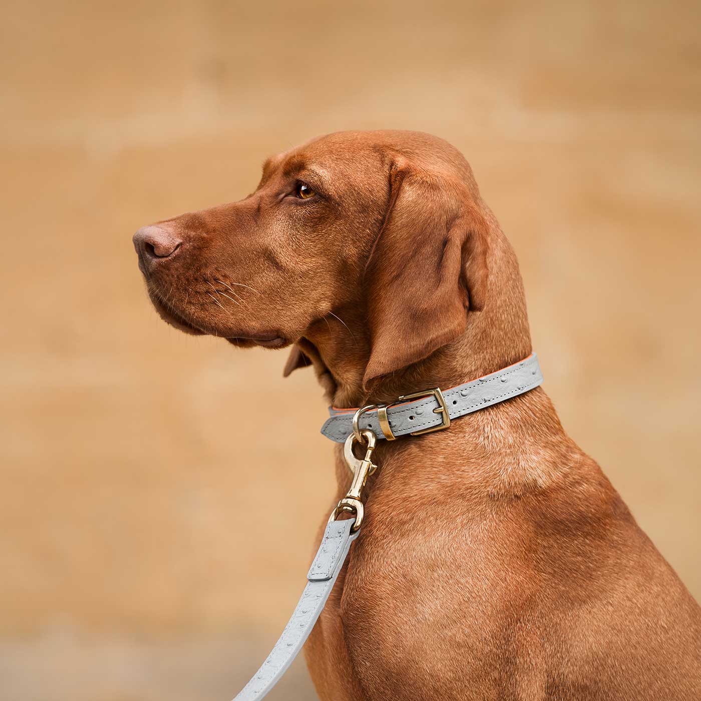 Premium Ostrich Leather Dog Leash - Grey & Orange - Durable & Stylish for Large Dogs - Perfect for Walks, Training & Outdoor Adventures - by Lords & Labradors