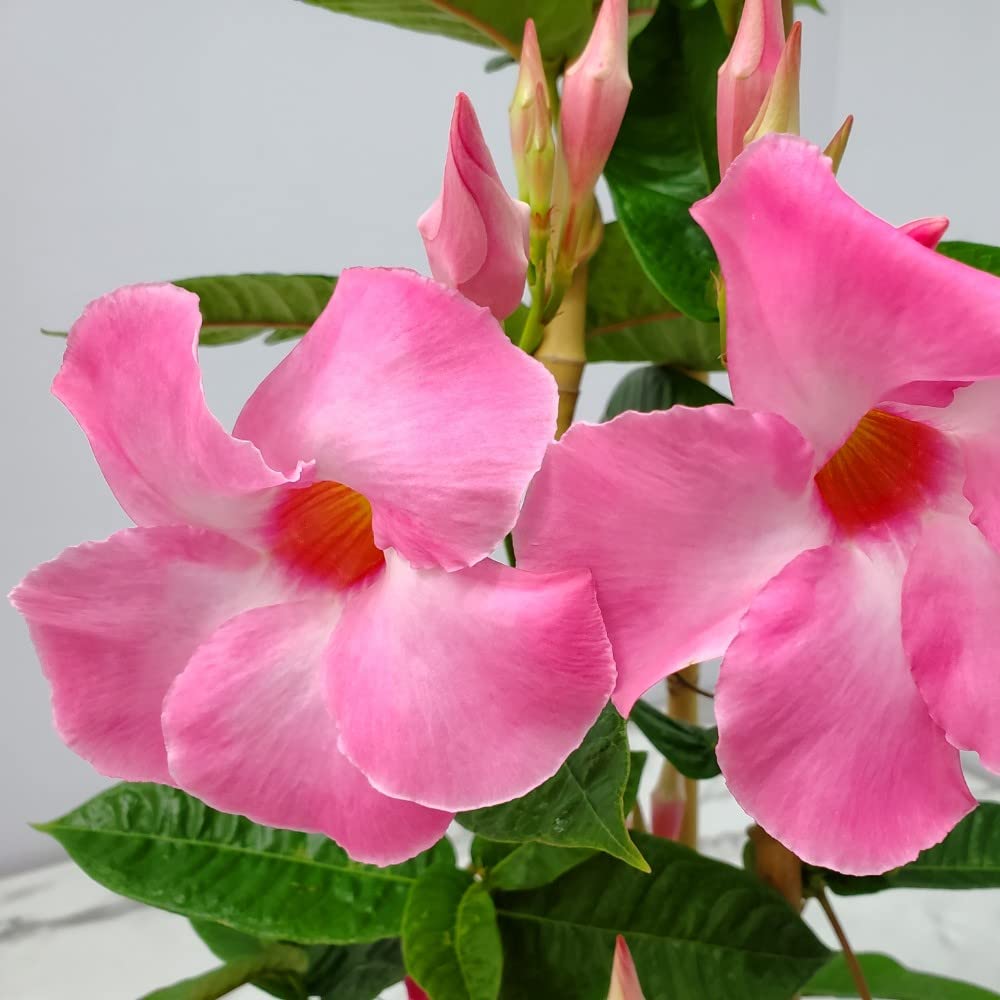 Pink Giant Mandevilla Vine Plants - 36