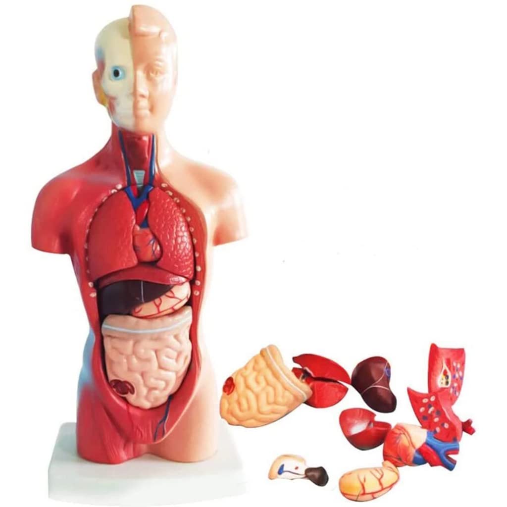 CVDMODD Removable Human Anatomy Model - 15-Part Organ Structure for Science & Medical Education | Hands-On Learning Tool for Students, Teachers & Lab Professionals | Perfect for Classroom, Homeschool & Medical Training