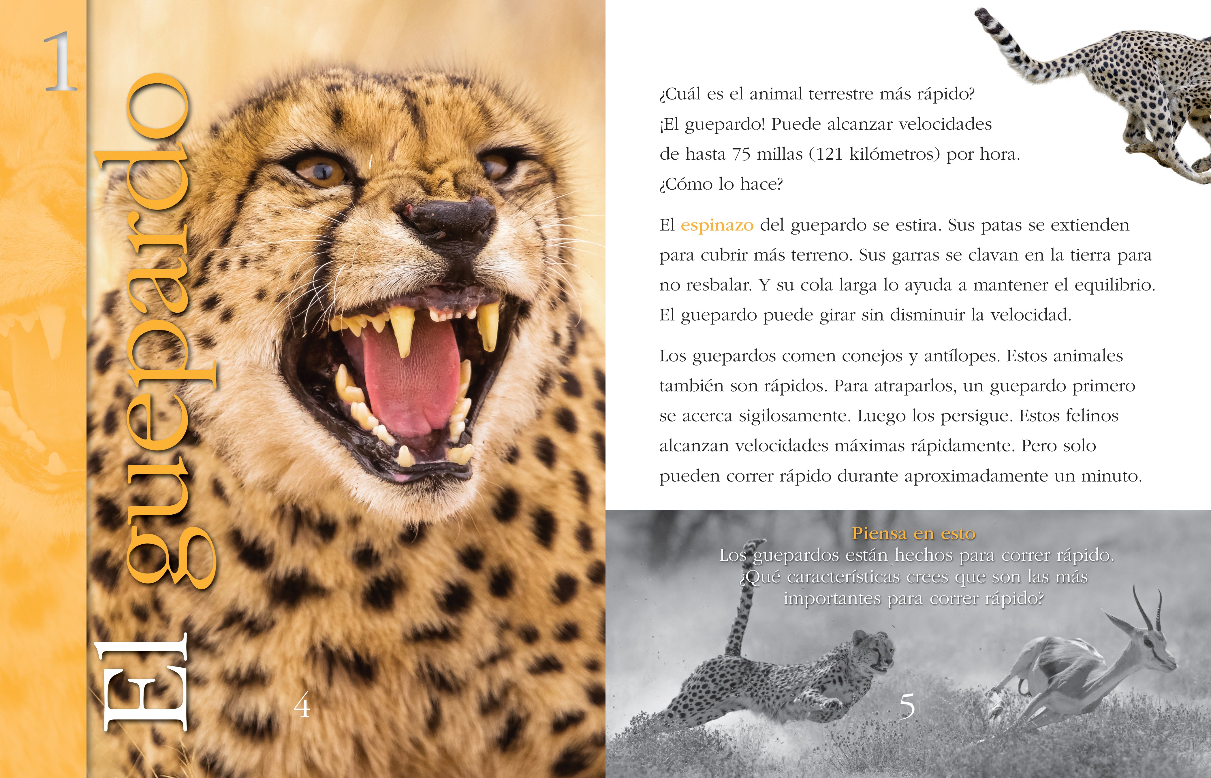 Fastest Running Animals - Top Speeds & Facts for Wildlife Enthusiasts | Perfect for Nature Documentaries & Educational Projects