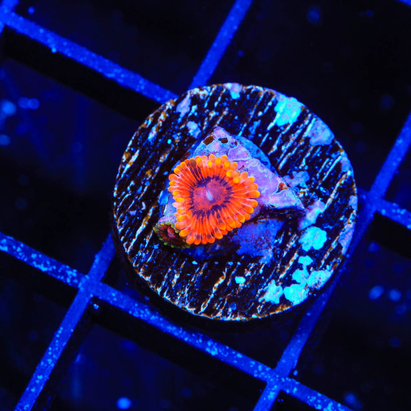 Burning Embers Zoanthids Coral - Vibrant Saltwater Aquarium Coral for Reef Tanks | Perfect for Marine Aquascaping and Coral Propagation