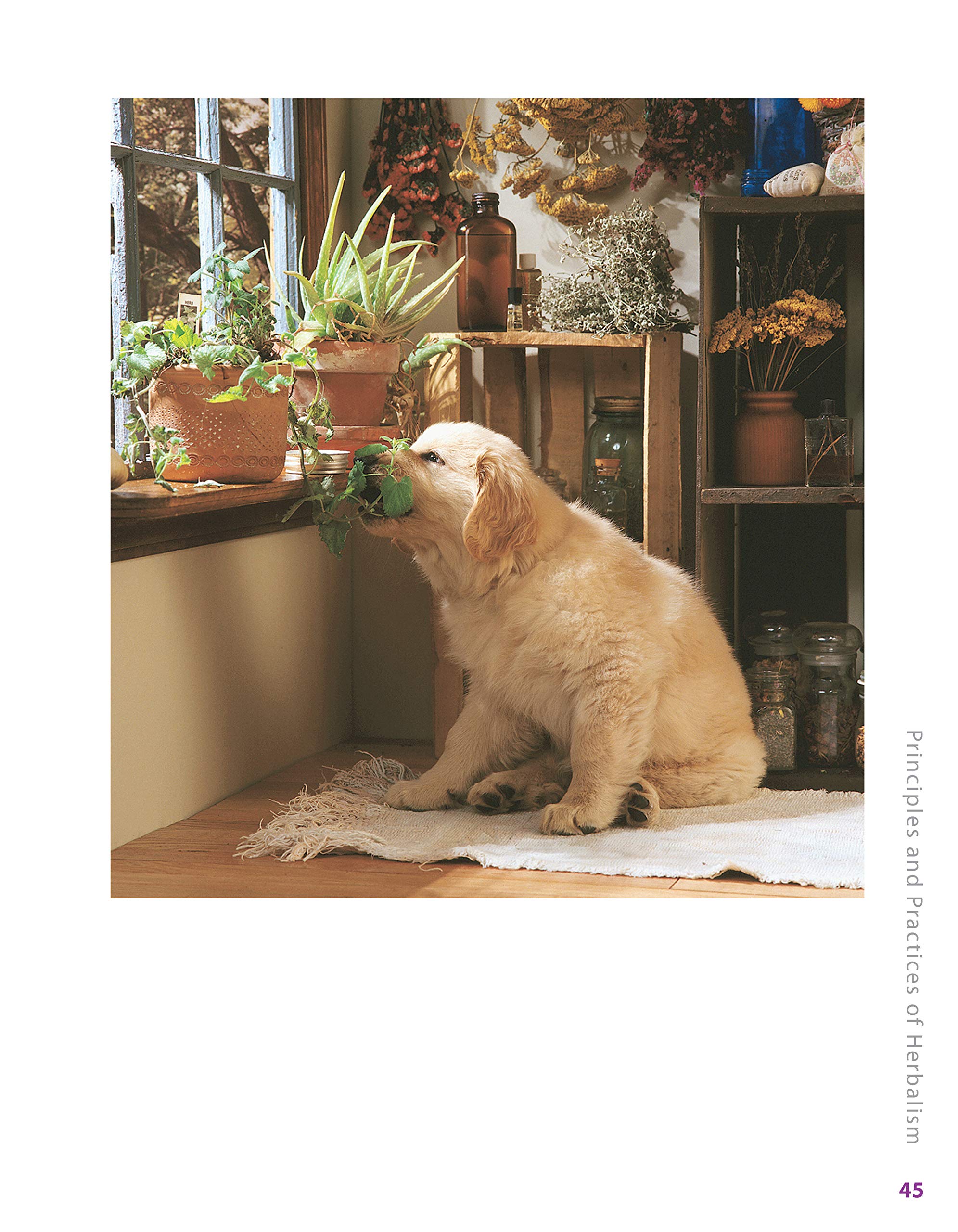 **Herbs for Pets: Natural Remedies & Holistic Care Guide for Dogs, Cats, Horses & Birds | Medicinal Plants, Nutritional Supplements & DIY Recipes | Improve Pet Health & Wellness at Home**    *(Use Case: Perfect for pet owners seeking natural solutions for allergies, digestion, joint health, and overall vitality in dogs, cats, horses, birds, and small animals.)*