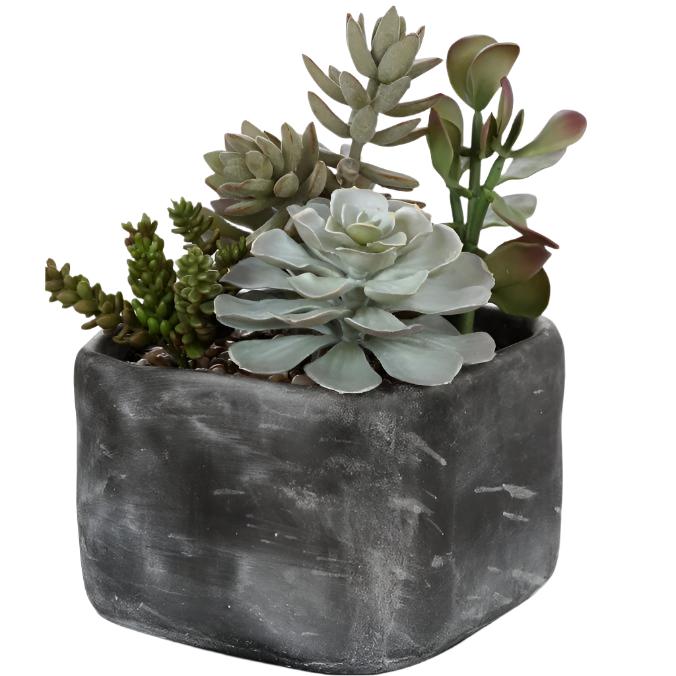 Verdi Succulents - Low Maintenance Live Succulent Plants for Home & Office Decor | Perfect for Indoor Gardening, Wedding Centerpieces & Gift Ideas