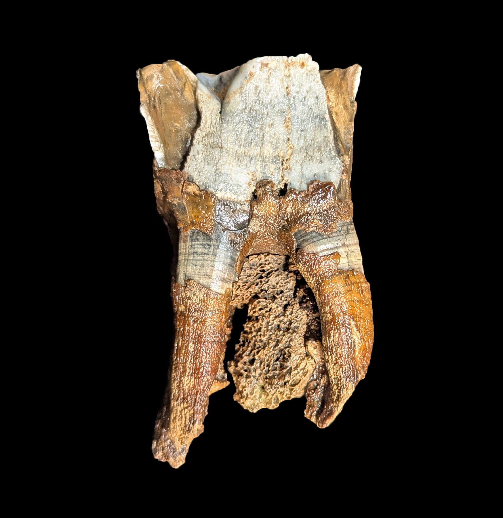 Authentic Fossilized Woolly Rhino Tooth Specimen - Genuine Ice Age Relic for Collectors, Paleontology Enthusiasts & Home Decor - Perfect for Display Cases, Educational Projects & Unique Gifts