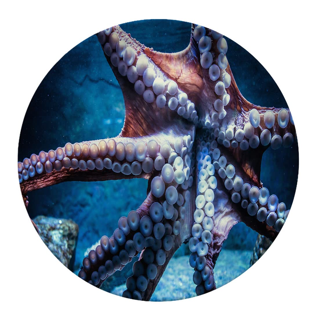Octopus Tentacle Porcelain Dinner Plates - 8 Inch Lightweight Fluted Plates for Fruit, Pasta, Pizza | Home, Party & Restaurant Use | Unique Suction Cup Design for Stylish Table Decor