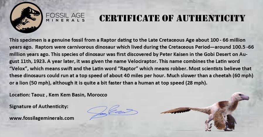Authentic 0.8