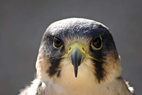 20x30 Inch Laminated Peregrine Falcon Poster - Vibrant Colors & Sharp Details - Perfect for Home Decor, Office Wall Art, or Classroom Educational Display - Fits Standard Frames