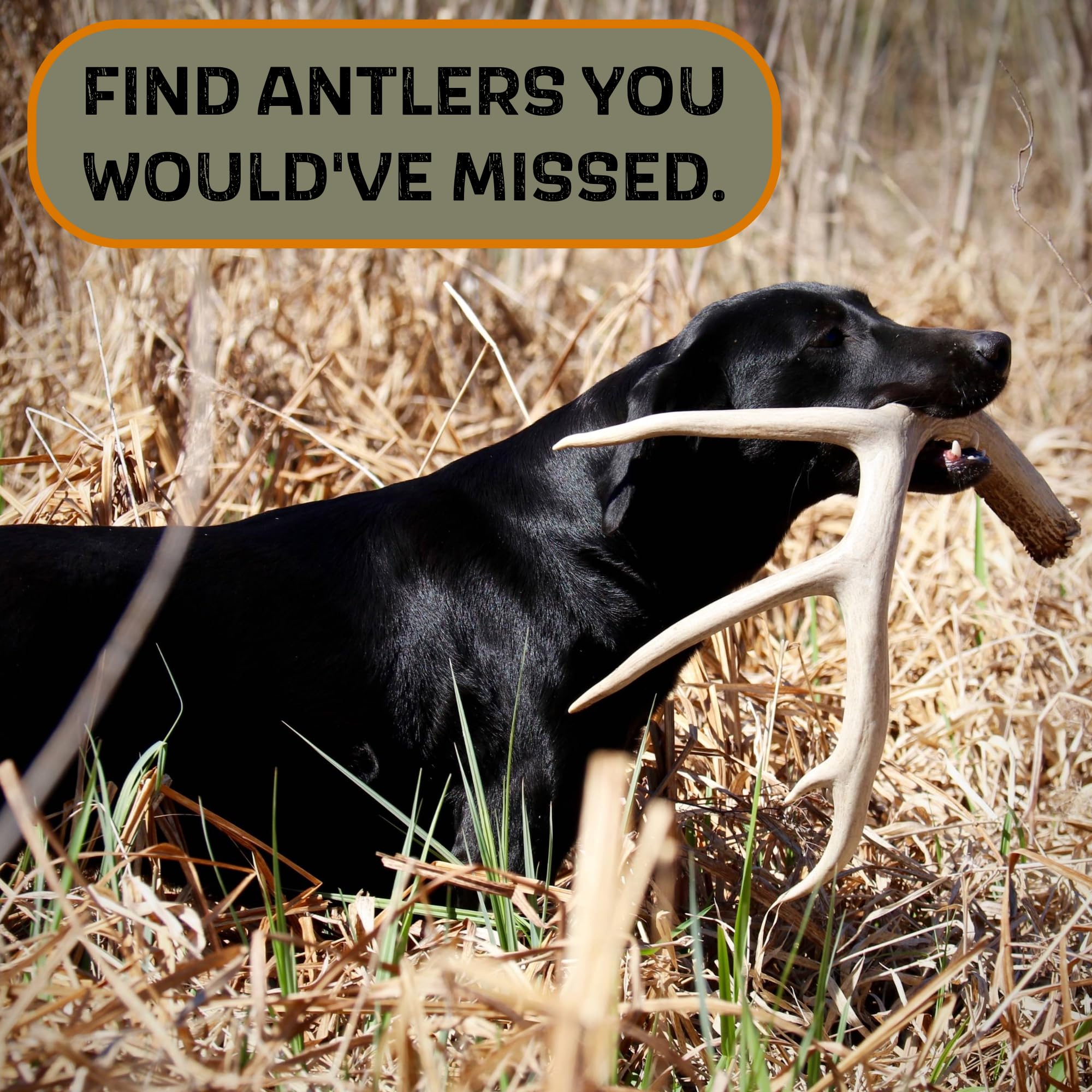 DogBone Shed Dog Training System - Professional Hunting Dog Training Kit with Scent Training Tools & Accessories | Durable Dog Toys for Scent Work, Tracking Practice & Hunting Dog Training | Perfect for Outdoor Adventures & Field Training