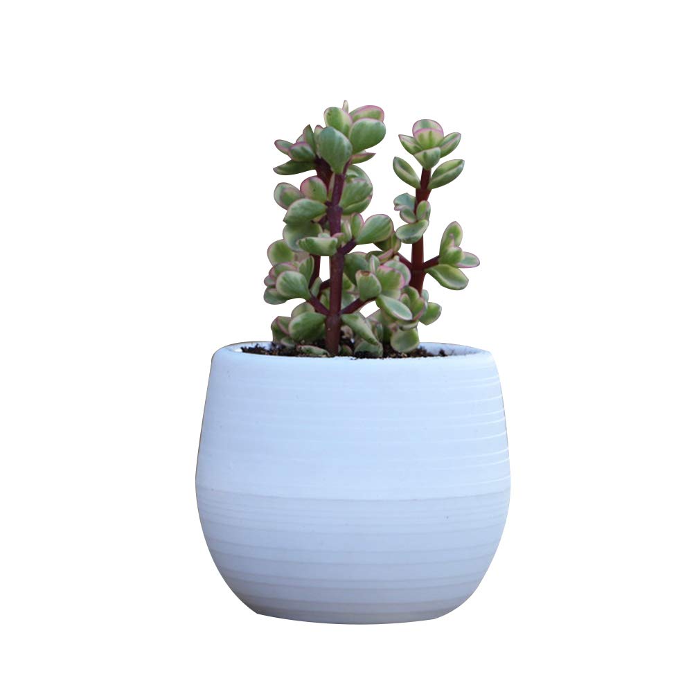 Cabilock Succulent Plant Pots - 4 Inch Decorative Resin Flower Pots for Indoor Plants, Succulents, Cacti - Perfect for Home, Office, and Garden Decor