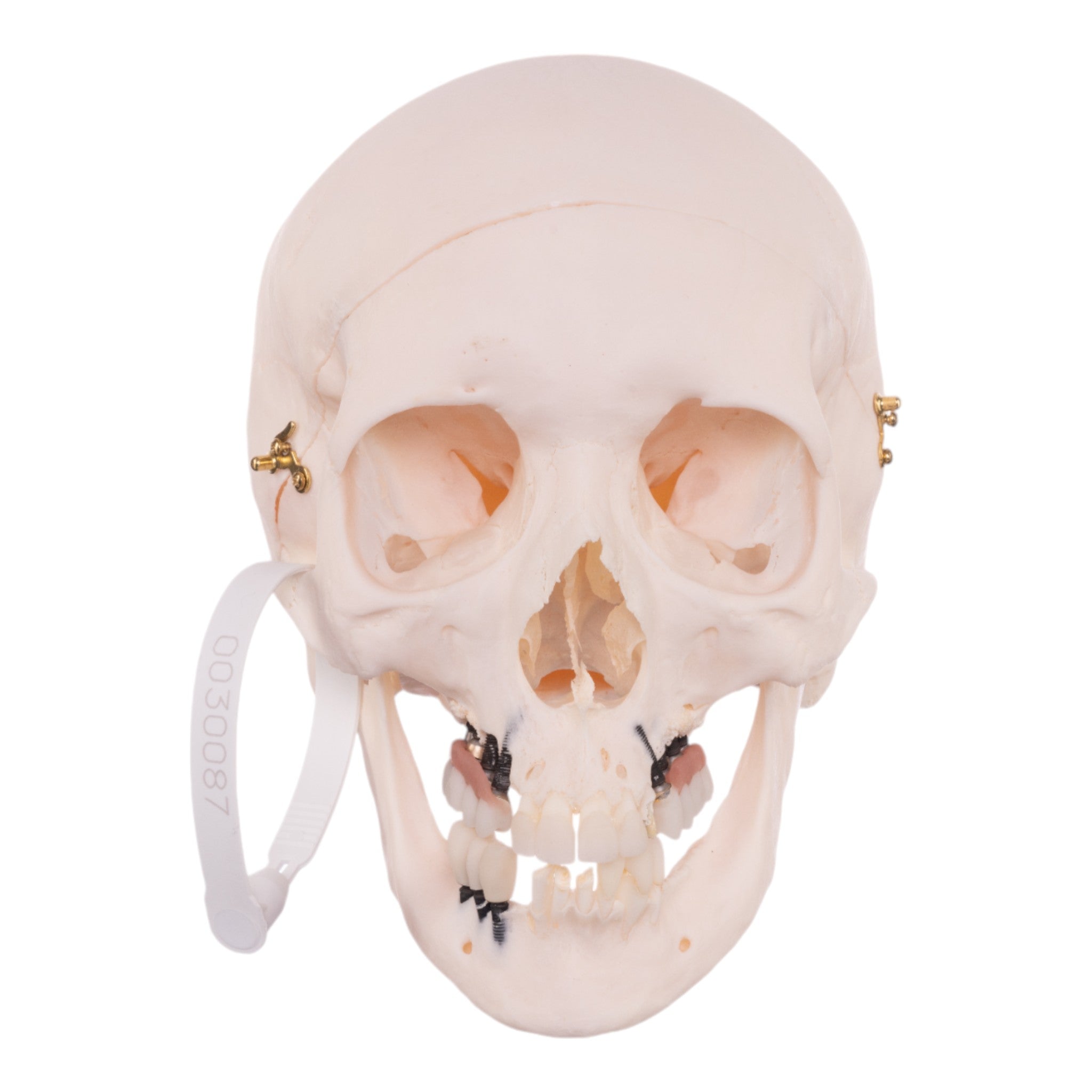 Authentic Human Skull Model for Medical Research, Anatomy Study & Halloween Decor - Perfect for Doctors, Students & Spooky Home Decor