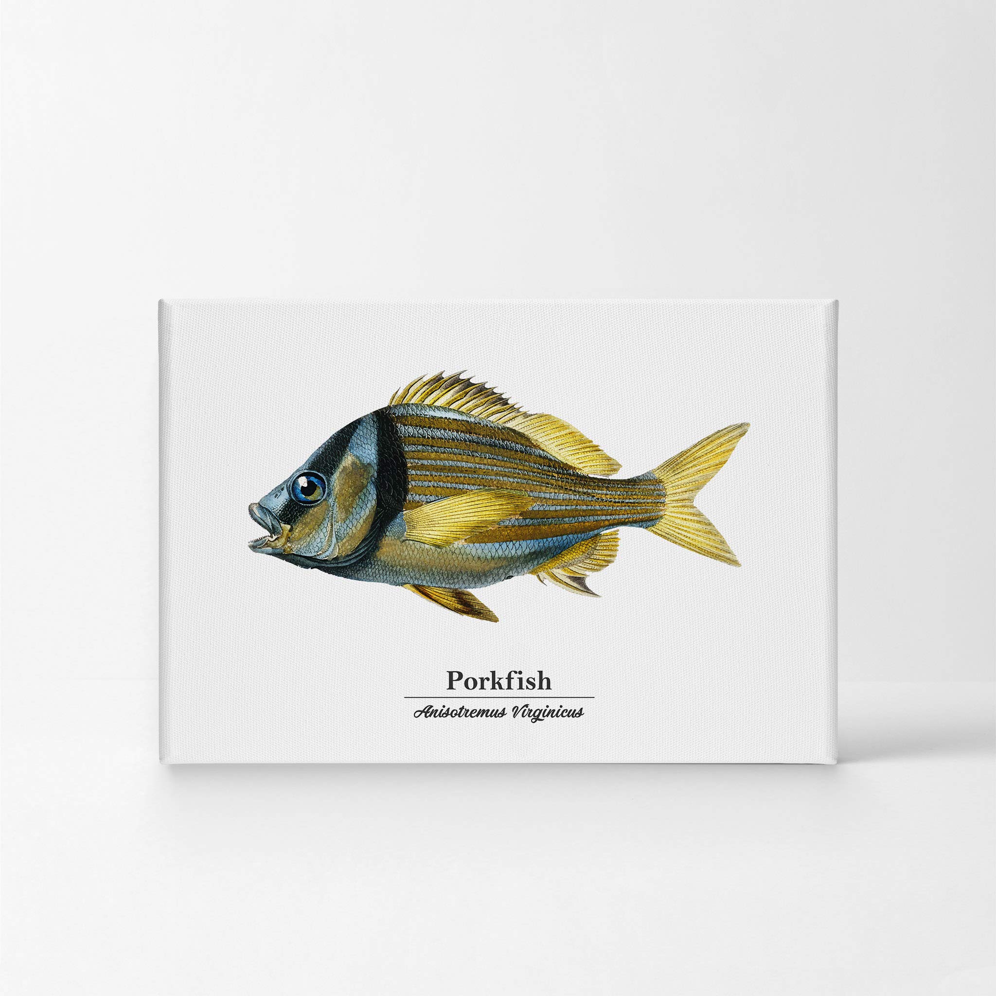 Smile Art Design Porkfish Anisotremus Virginicus Marine Life Canvas Painting - 30x40 Inch Underwater Wall Art for Coastal Bedroom, Kids Room & Nautical Home Decor | Perfect for Beach House, Fishing Enthusiasts & Ocean Theme Interiors