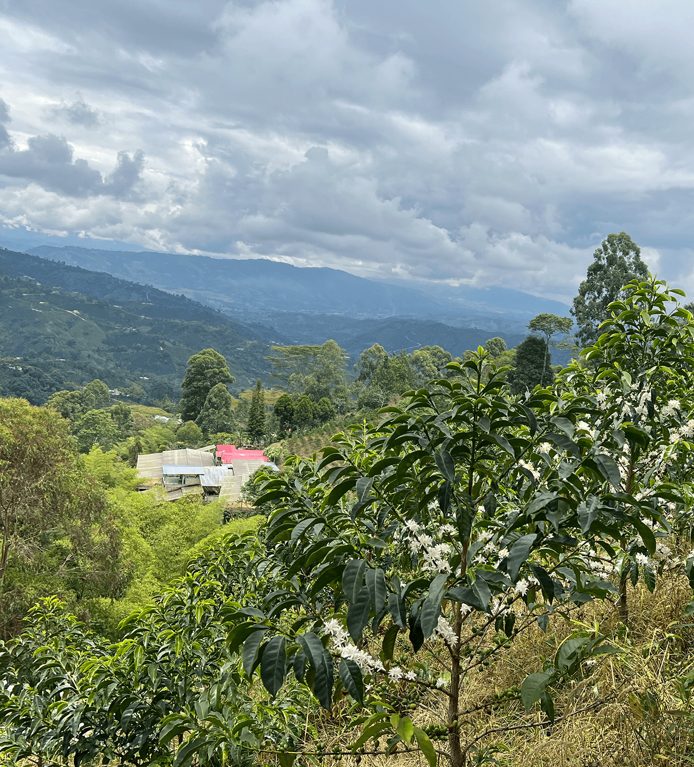 Premium Colombia Nestor Lasso Ombligon Farm-Level Reserve Coffee Beans - Single Origin Specialty Coffee for Home Brewing & Gifts