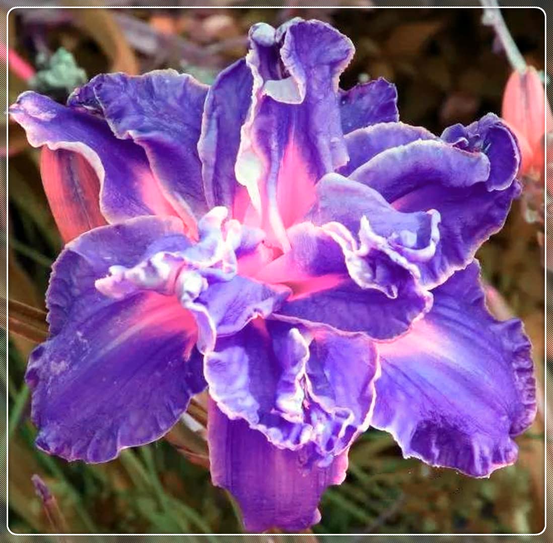 10 Daylily Bulbs - Hardy Perennial Flowers for Year-Round Planting, Perfect for Pots & Gardens - Ideal Gift for Garden Lovers & Home Decor