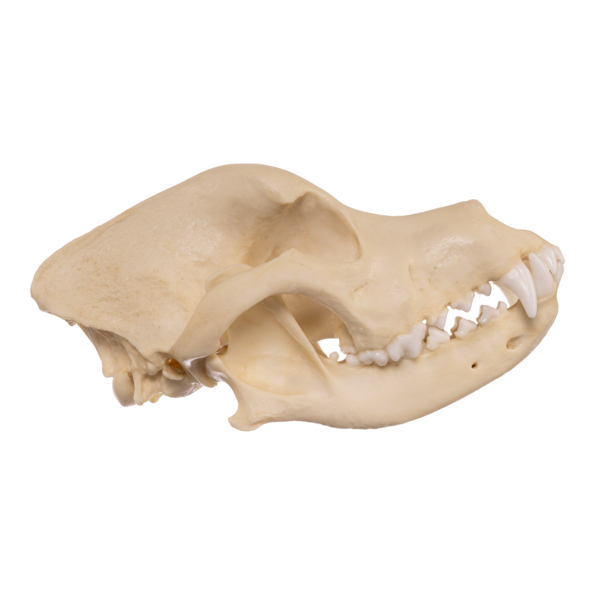 Authentic Replica Rottweiler Dog Skull - Realistic Canine Anatomy Model for Veterinary Study, Halloween Decor, and Horror Movie Props