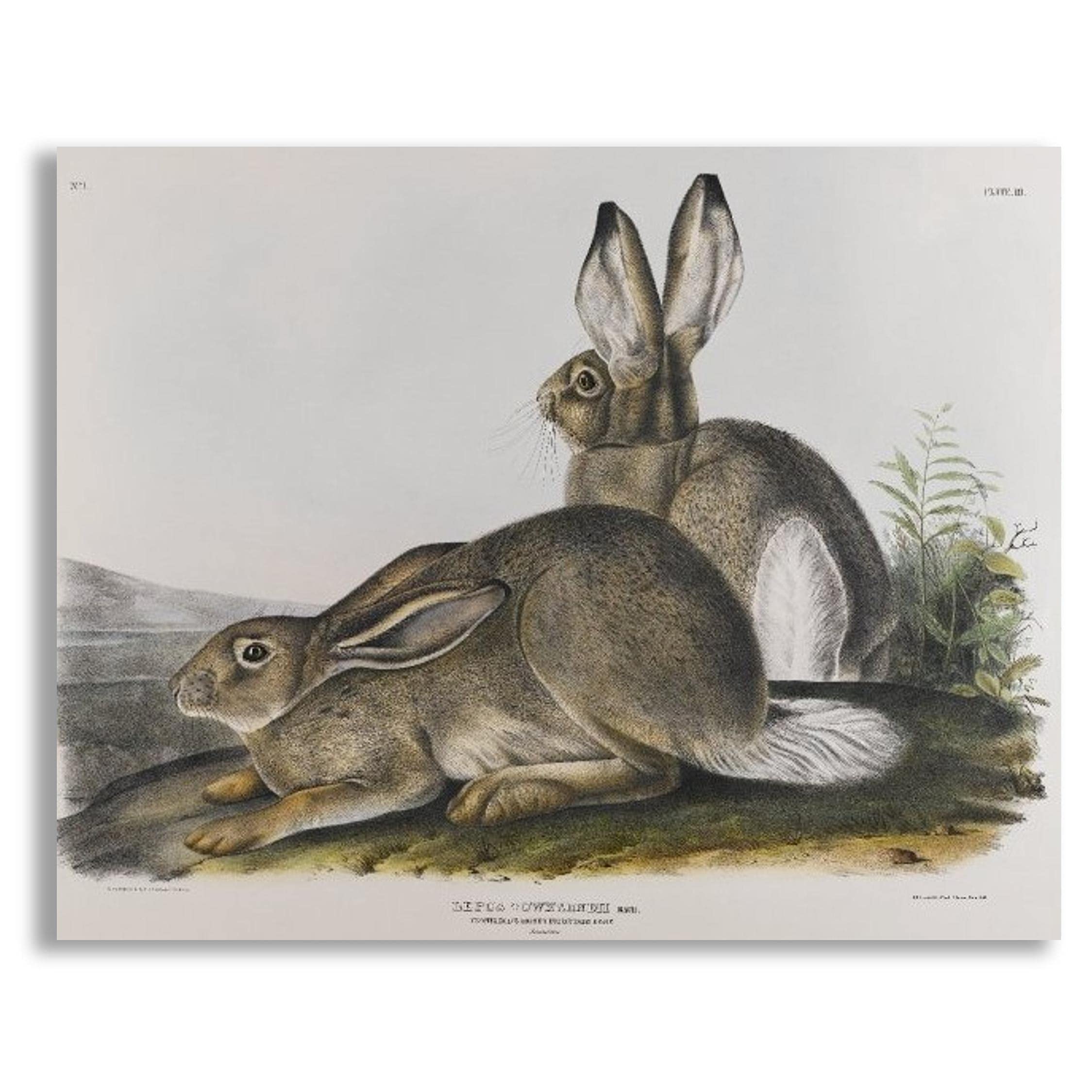 James Audubon Rocky Mountain Hare Wall Art Print - Unframed Wildlife Poster for Home & Office Decor | Vintage Nature Artwork for Bedroom, Living Room & Study | Perfect Gift for Nature Lovers & Art Collectors