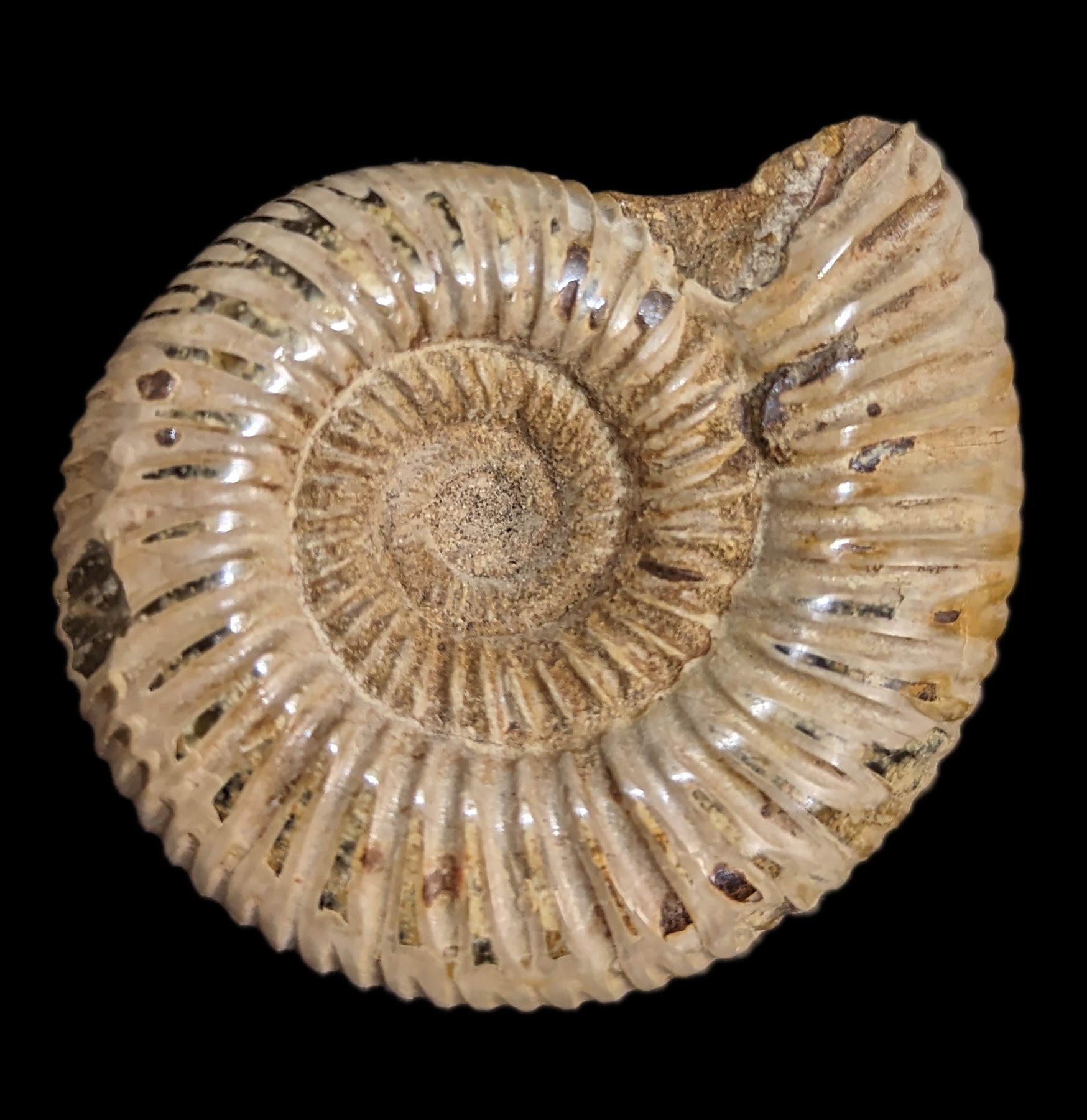 White Ammonite Perisphinctes Fossil - Natural Stone Specimen for Home Decor, Meditation & Crystal Healing | Perfect for Geology Collectors & Spiritual Practitioners