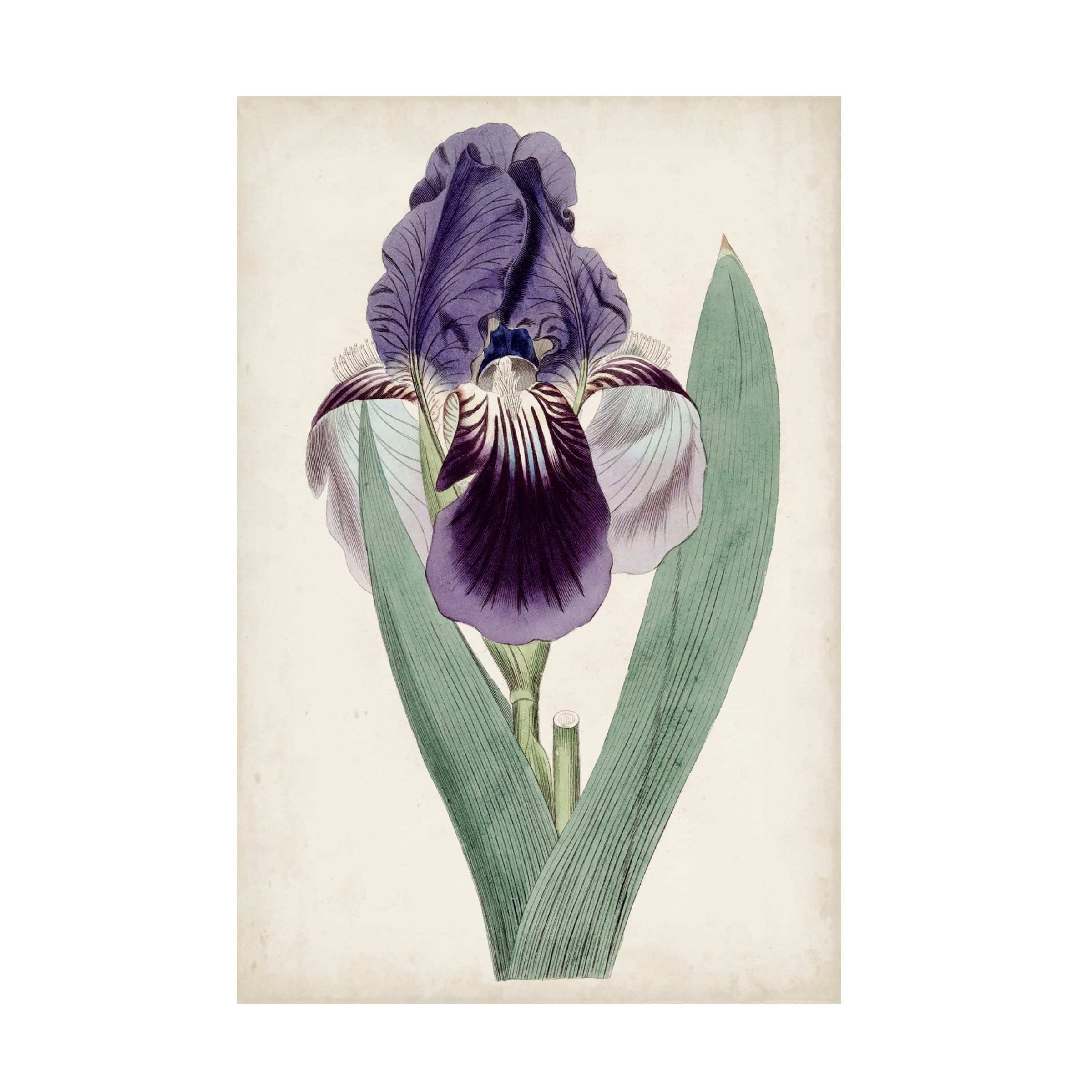 Trademark Fine Art 'Garden Gems VI' Canvas Wall Art by Curtis - Vibrant Floral Painting for Living Room, Bedroom & Office Decor