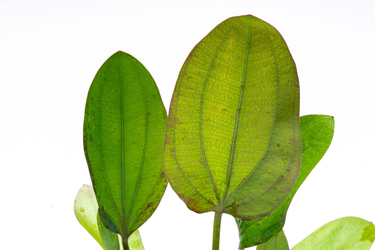 Echinodorus Impai Live Aquarium Plant - Freshwater Aquatic Plant for Fish Tanks, Ponds & Aquascaping | Perfect for Beginners & Planted Aquariums