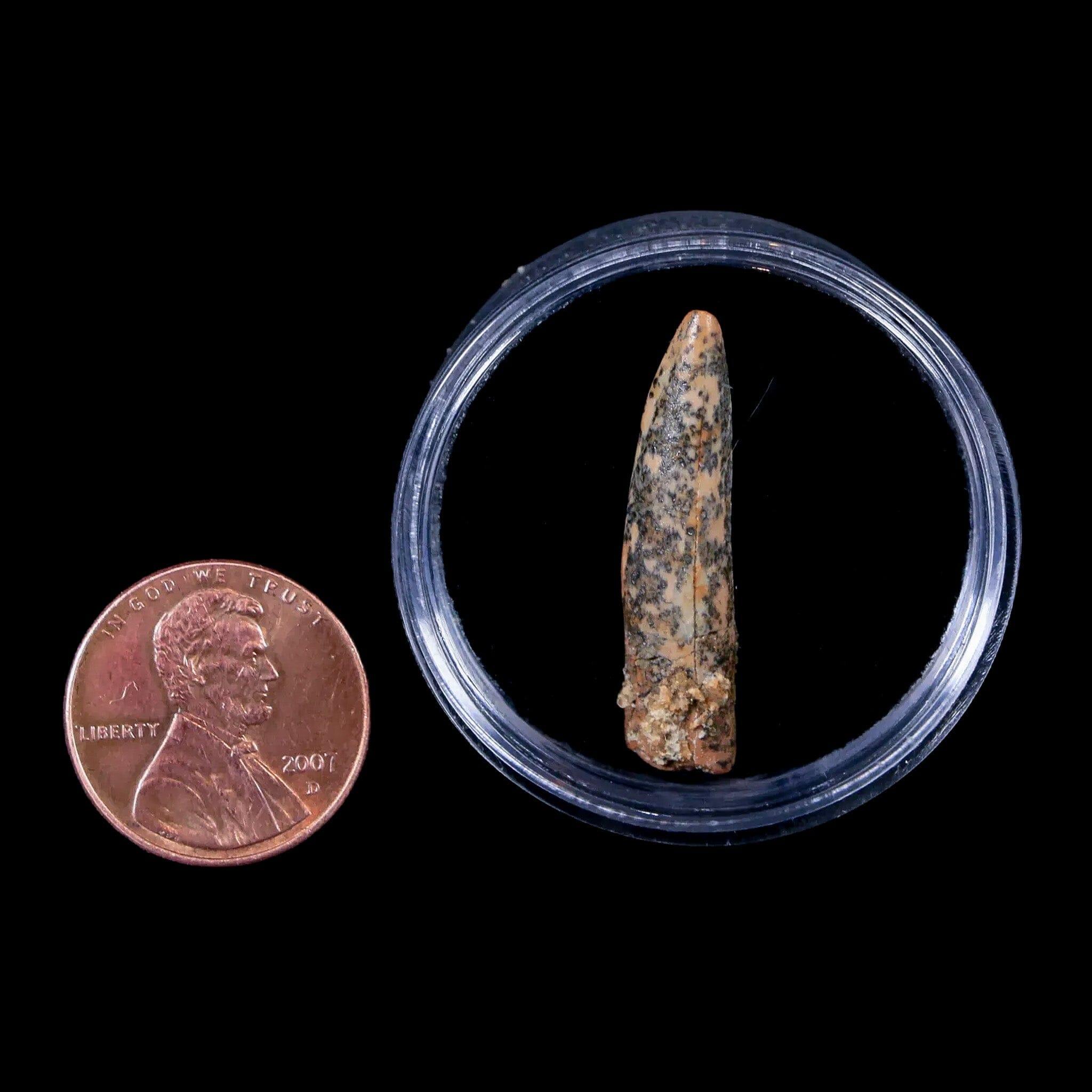 Authentic Pterosaur Coloborhynchus Fossil Tooth - Upper Cretaceous Era - Morocco Origin - Includes COA & Display Case - Perfect for Paleontology Collectors, Museum Displays & Educational Use