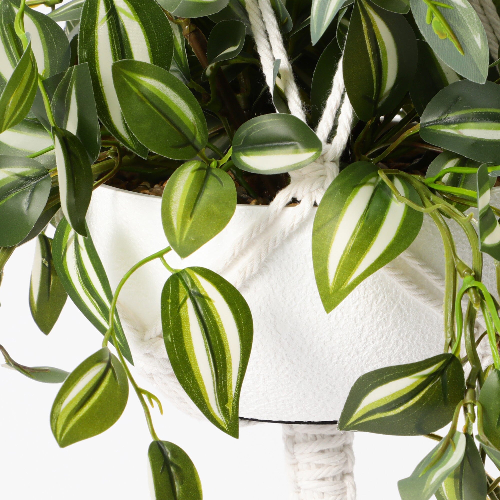 Beautiful Hanging Tradescantia Plant - Live Green Houseplant for Home Decor, Office & Indoor Spaces | Perfect for Shelves, Windowsills & Hanging Baskets